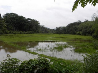 rijst