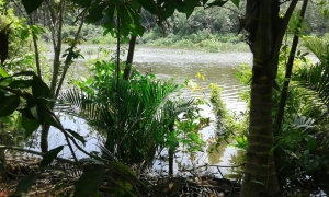 aa