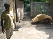 aa